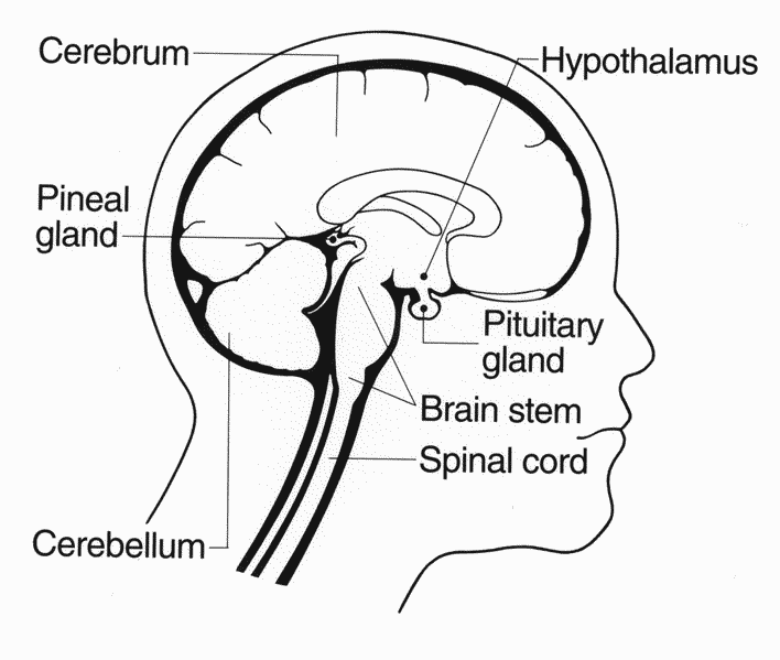 brain-diagram-1.png Photo by ZYQ09 | Photobucket