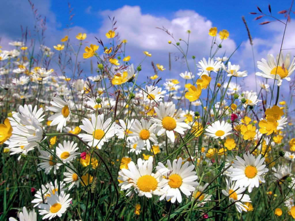 life photo: Life 4726flores.jpg