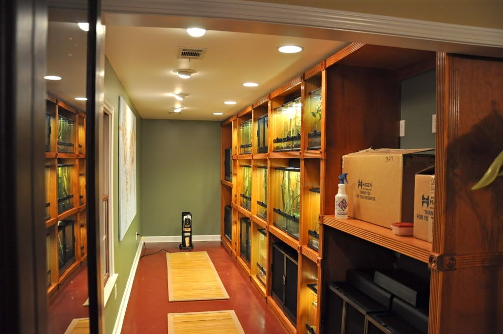 Finishedreptileroom004.jpg