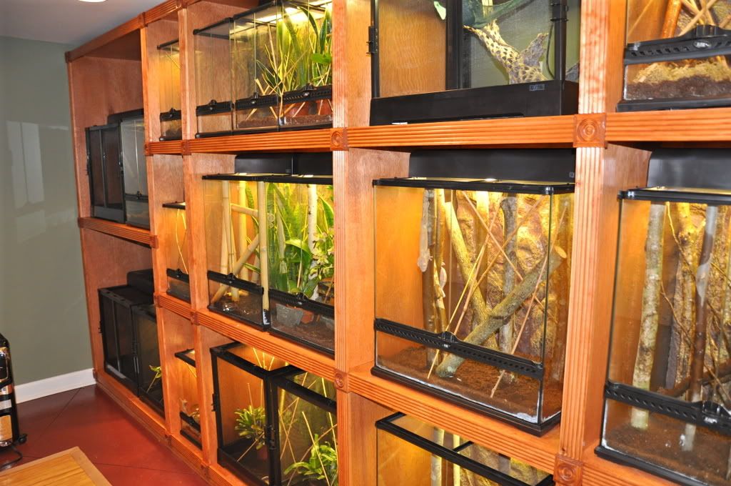 Finishedreptileroom020.jpg