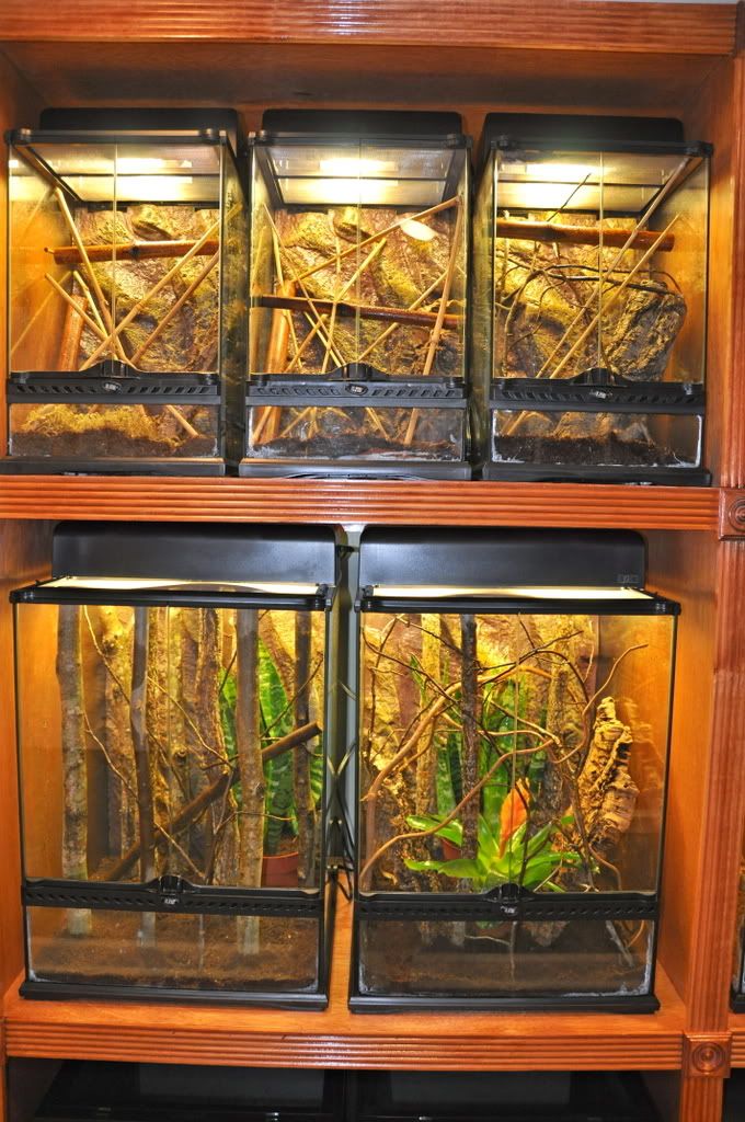 Finishedreptileroom022.jpg