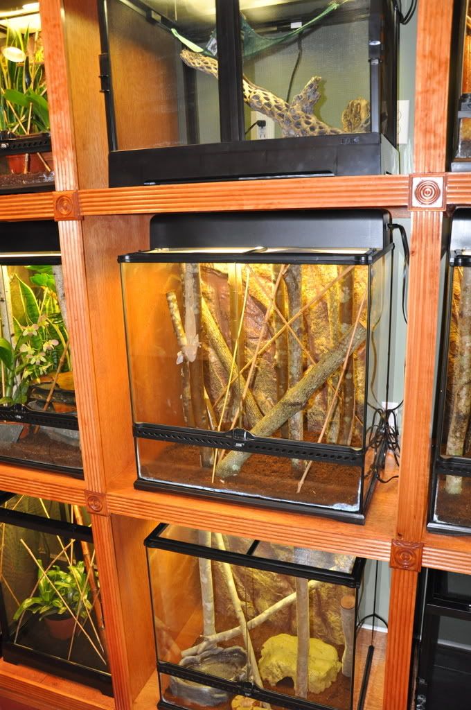 Finishedreptileroom023.jpg