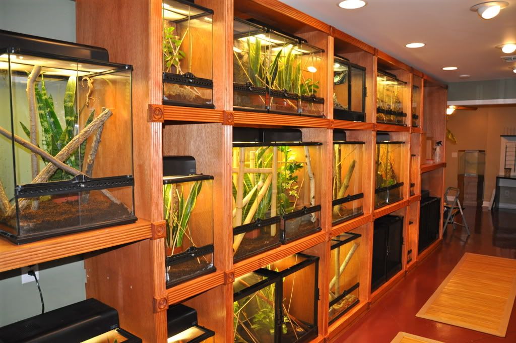 Finishedreptileroom032.jpg