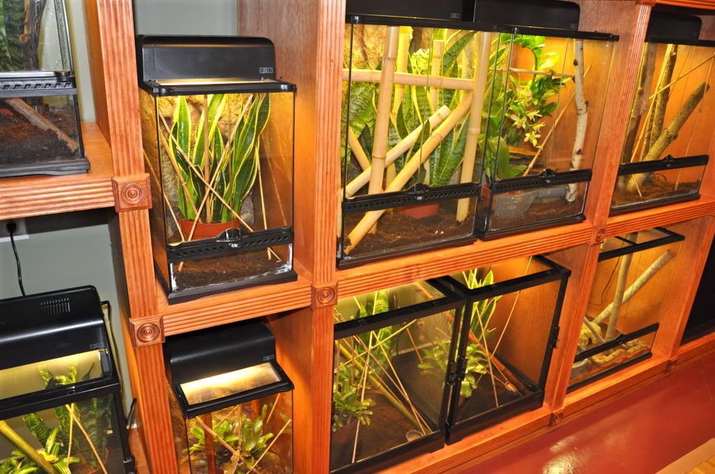 Finishedreptileroom034.jpg