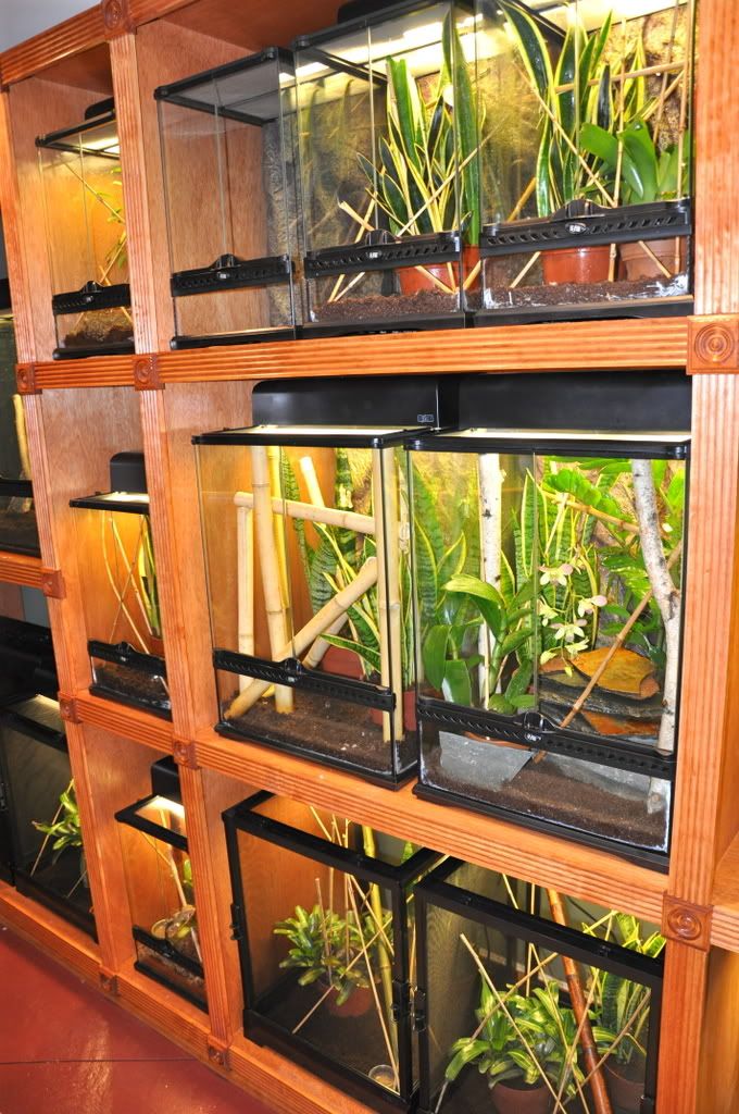 Finishedreptileroom038.jpg