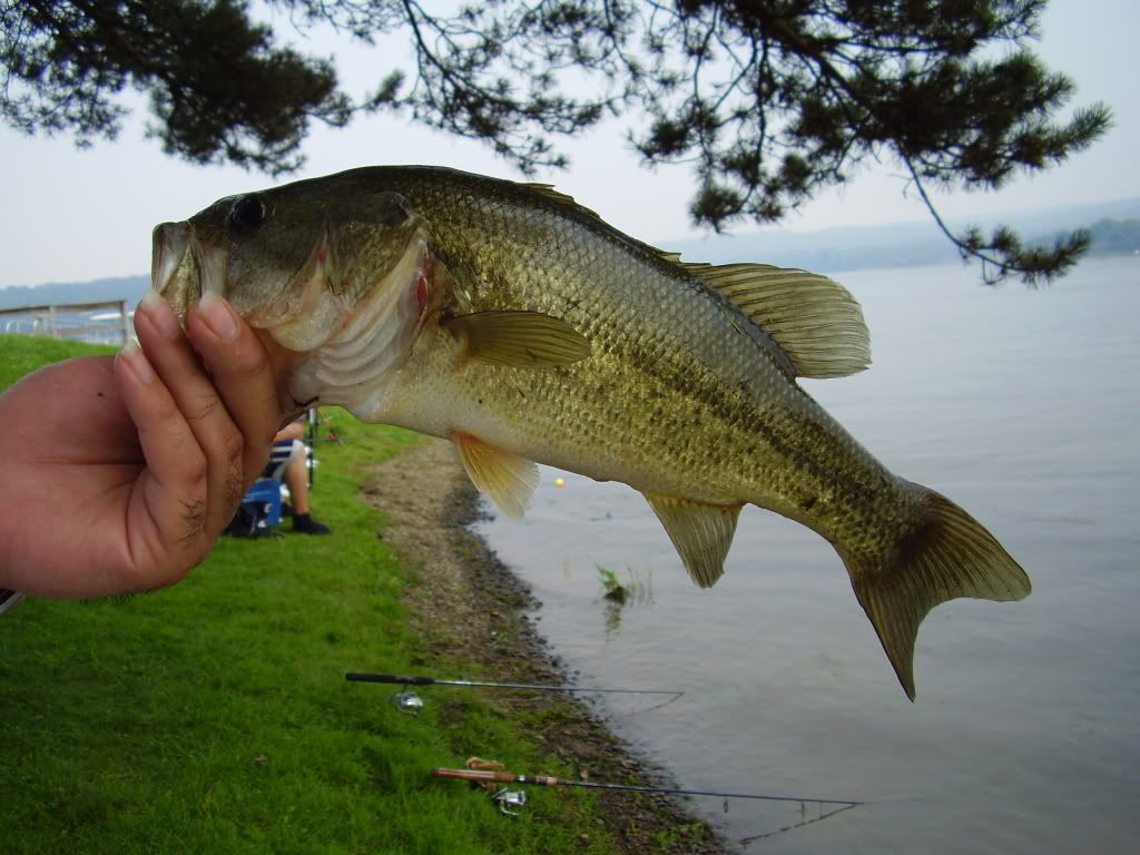 [Image: bass6.jpg]