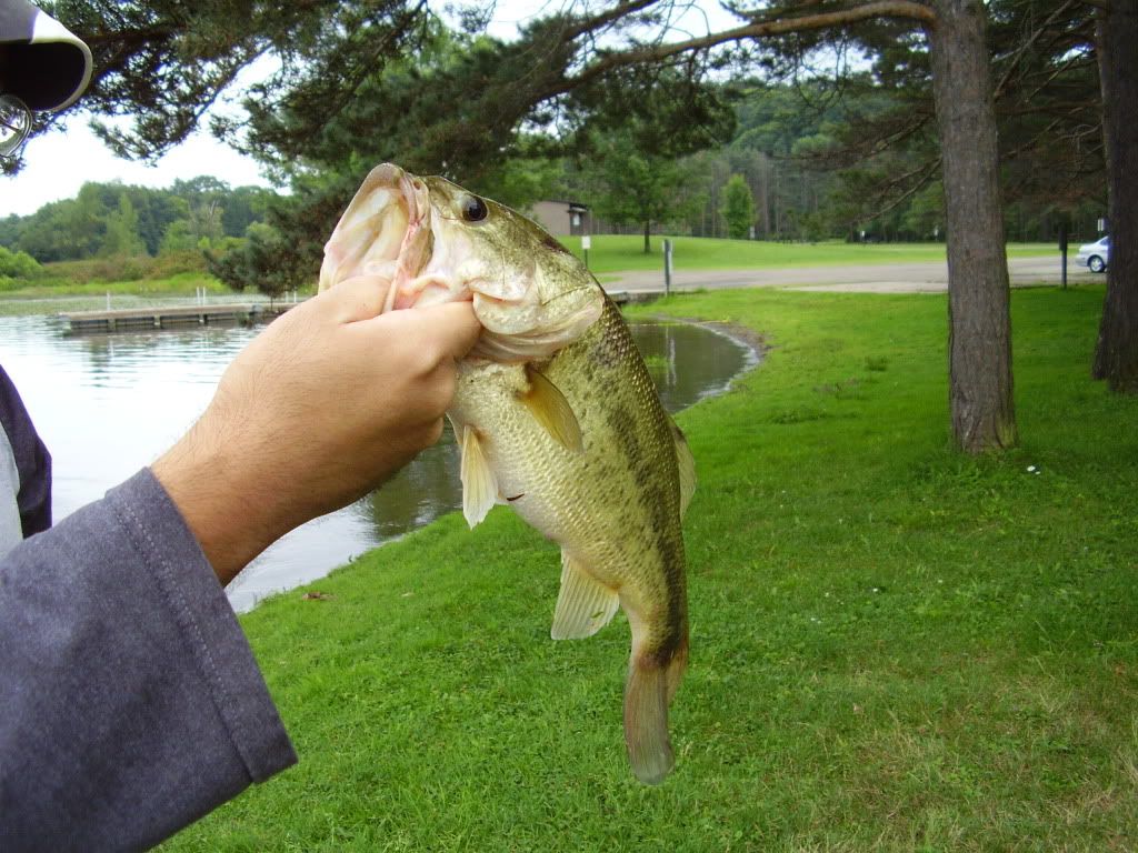 [Image: largemouthbass16x12.jpg]