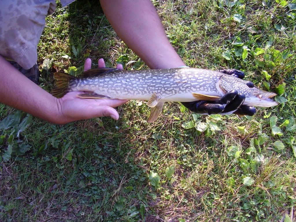 [Image: pike1.jpg]