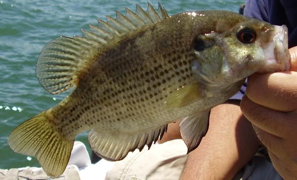 [Image: rockbass.jpg]