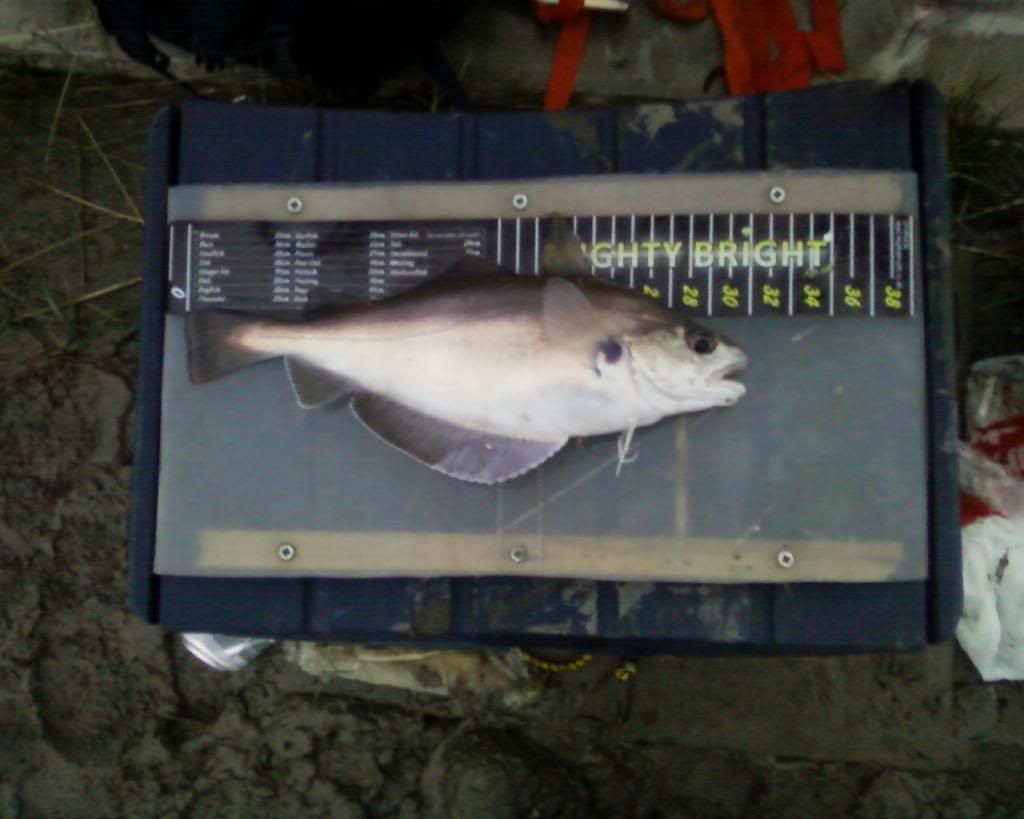 whiting2six12_zpsff922986.jpg