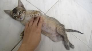 [TP.HCM] - Mèo bị bỏ rơi, cần tìm chủ yêu thương - 1