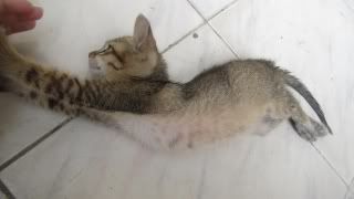 [TP.HCM] - Mèo bị bỏ rơi, cần tìm chủ yêu thương - 2