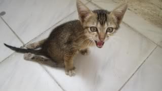 [TP.HCM] - Mèo bị bỏ rơi, cần tìm chủ yêu thương