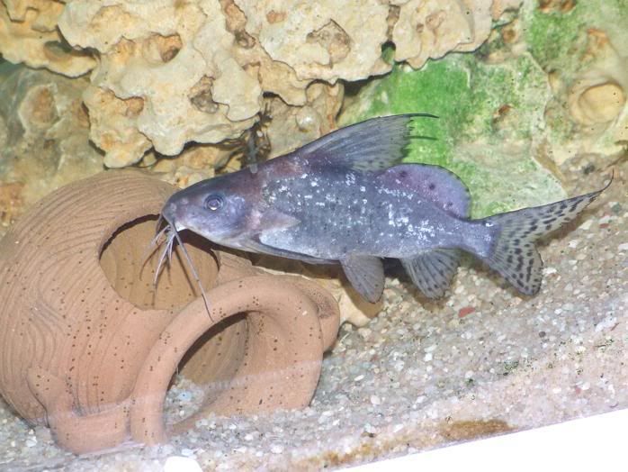 CatFish.jpg