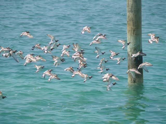 grandcay2009037.jpg