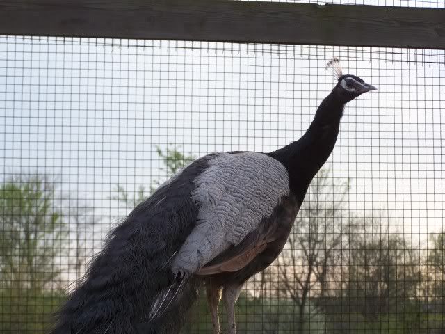 Charcoal Peacock