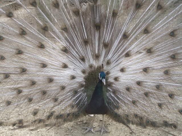 Charcoal Peacock
