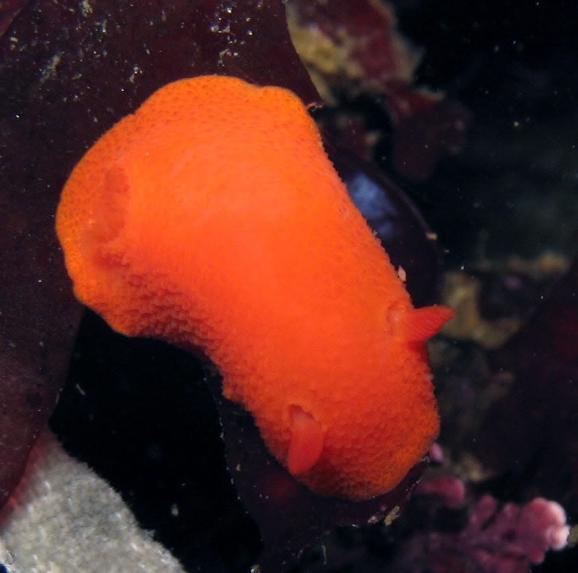 red_dorid2.jpg