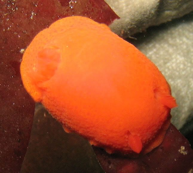 red_dorid3.jpg