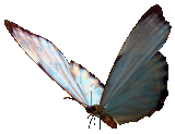 BlueButterfly3.gif picture by GAVIOTALIBERTAD