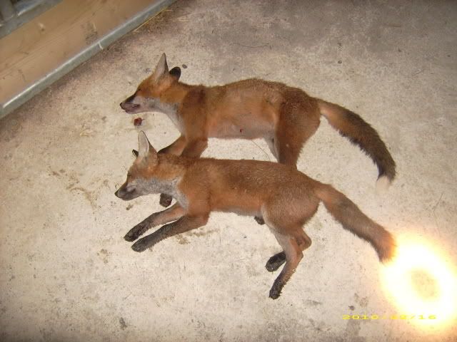 PWFOXPIC.jpg