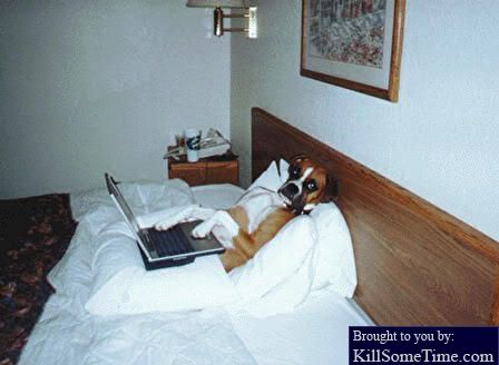 doginbed.jpg dog in bed image by mysticlady1094