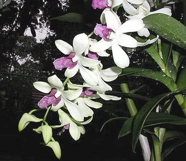 http://i205.photobucket.com/albums/bb139/Cammywhity/kuala_lumpur_orchid_garden_3.jpg