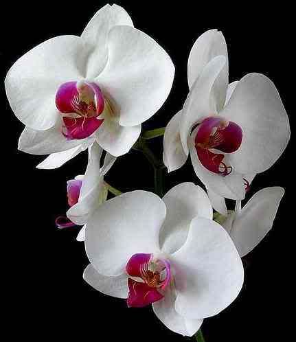 http://i205.photobucket.com/albums/bb139/Cammywhity/orchid_image_Doritaenopsis_Dtps_Lih.jpg