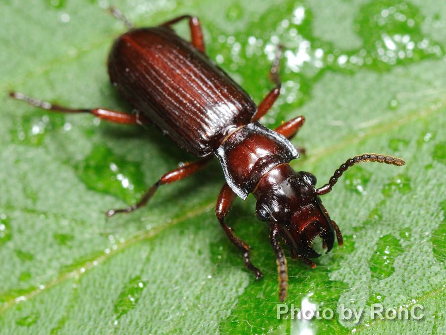 鞘翅目 coleoptera - hkwildlife.net