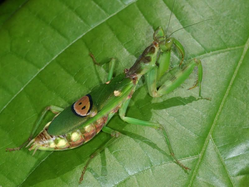 丽眼斑螳 - 螳螂目 mantodea - hkwildlife.net forum