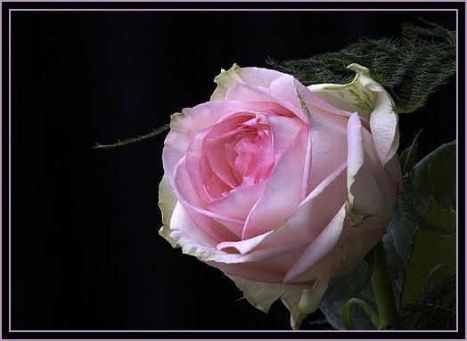 als een bloem in de knop strek ik mijn handen naar het leven