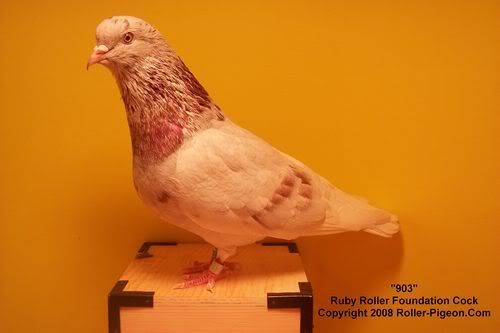 903 The Ruby Roller Foundation Cock