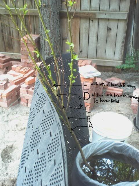 http://i205.photobucket.com/albums/bb16/flyer53/Garden%20Pics/Tree-FirebrightNectarine_PruneOptio.jpg