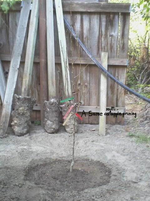 http://i205.photobucket.com/albums/bb16/flyer53/Garden%20Pics/Tree-MultiPear_PruningOptions.jpg