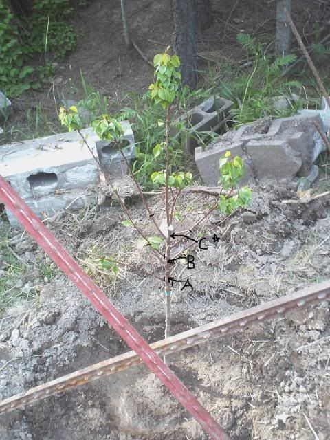 http://i205.photobucket.com/albums/bb16/flyer53/Garden%20Pics/Tree-PugetGoldApricot_PruningOption.jpg