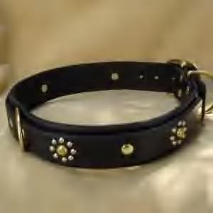 The Eva Collar