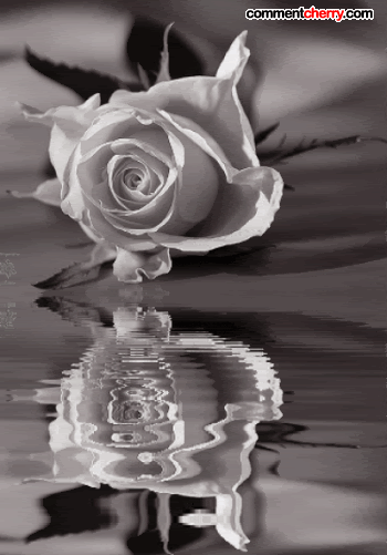 Flowers Pictures, Images and Photos