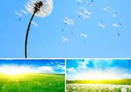 dandelion Pictures, Images and Photos