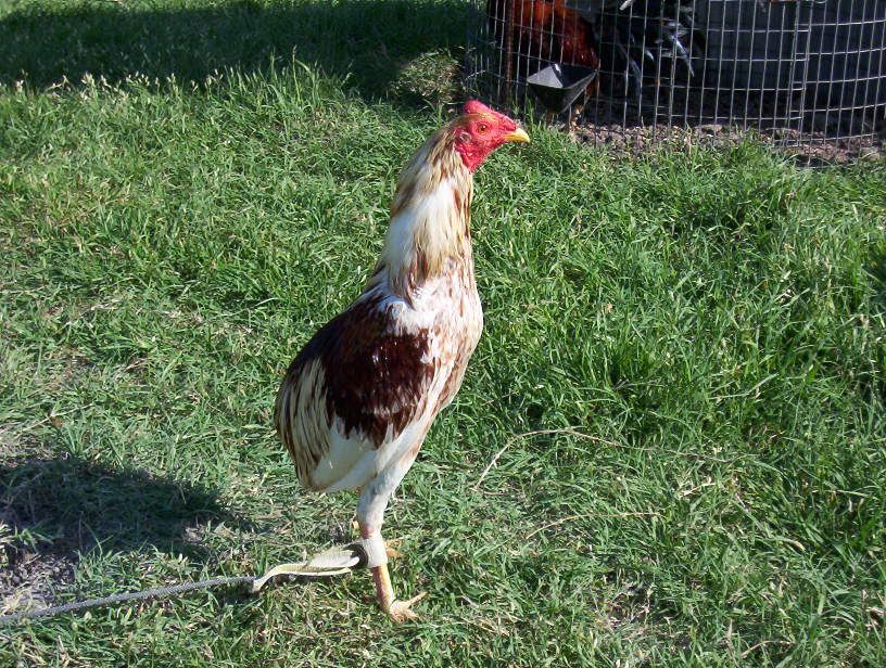 Bolo+Gamefowl Bolo Gamefowl http://www.ultimatefowl.com/viewtopic.php?t=1358
