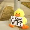 wtf.jpg