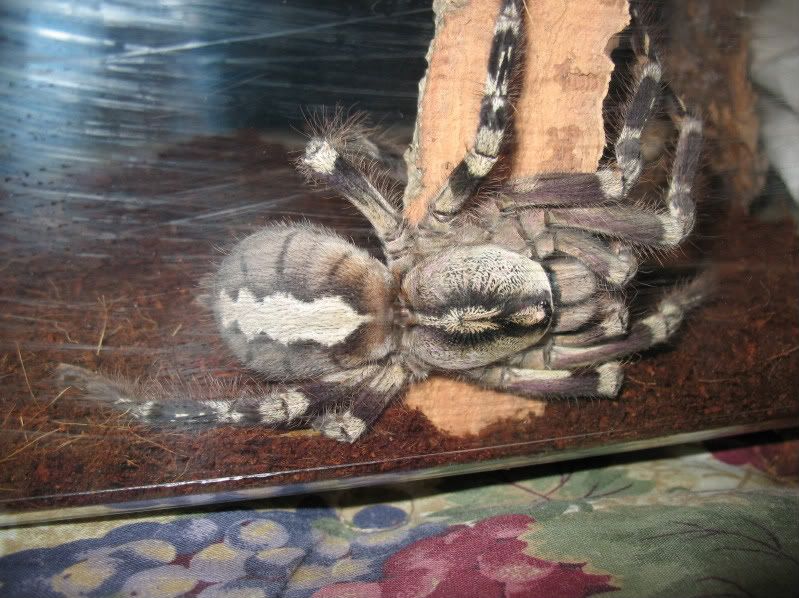This lady has spent some time with a mature male, notice the rather plump ... This lady has spent some time with a mature male, notice the rather plump ...
