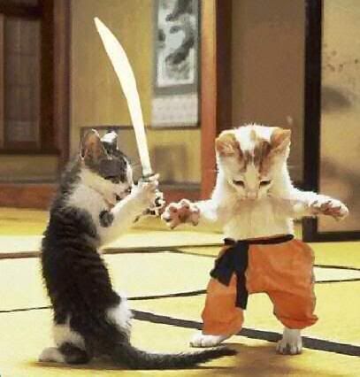 funny pictures of cats fighting. Cats Fighting