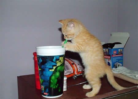 kitty drinking from a straw Pictures, Images and Photos