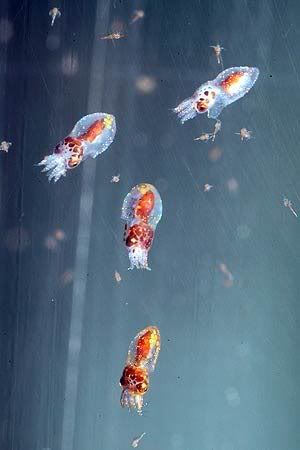 baby octopuses