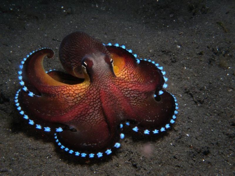 photo coconut-octopus_zpsdd6d5fd7.jpg