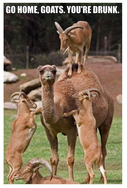 photo goatsdrunk_zpsa66e37cb.jpg