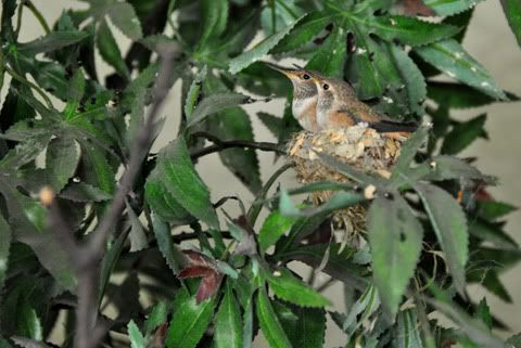 Humminbirds 2010