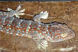 Tokay