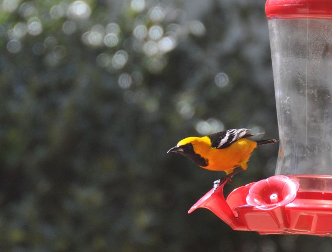 photo yellow bird april_zpszp9btsu1.jpg