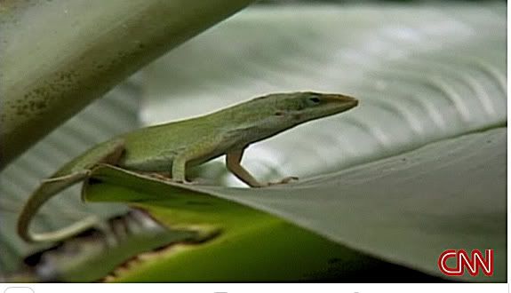 anole?